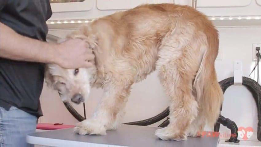 Meten a este Golden Retriever mayor en una tina de agua por una conmovedora razón...