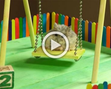 Este pequeño hamster tiene su propia zona de juegos. ¿Qué hace en ella? ¡Sobrecarga de ternura!