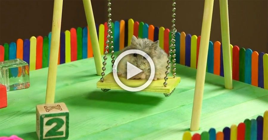 Este pequeño hamster tiene su propia zona de juegos. ¿Qué hace en ella? ¡Sobrecarga de ternura!
