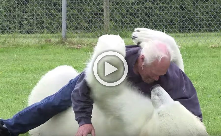 Este hombre hace algo con un oso polar que nadie más en todo el mundo puede hacer