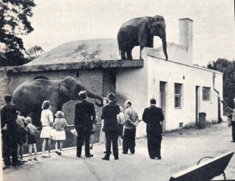 Cuando los nazis reclutaban trabajadores en Varsovia, estos cuidadores del zoológico hicieron lo impensable