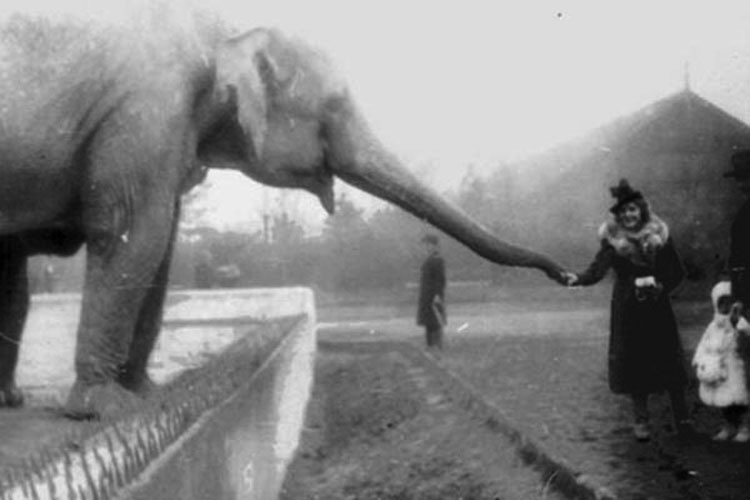 Cuando los nazis reclutaban trabajadores en Varsovia, estos cuidadores del zoológico hicieron lo impensable