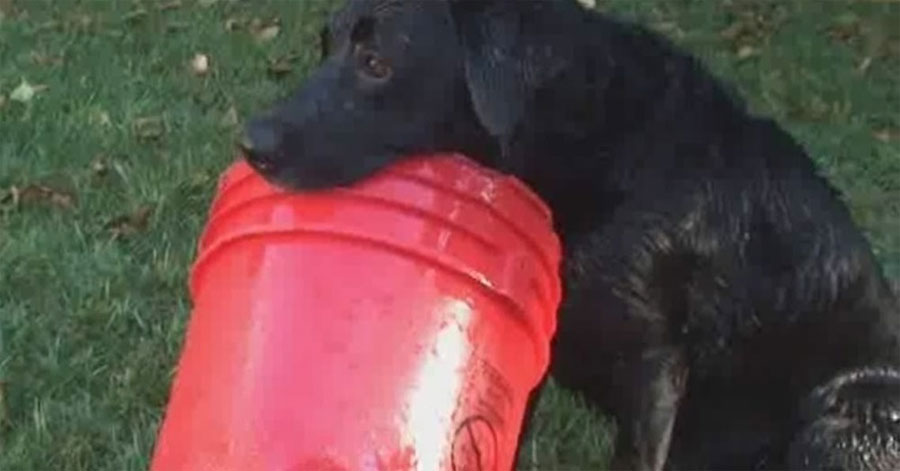 Este perro AMA su cubo rojo... Le gusta tanto que hace todo esto con él. ¡Hilarante!