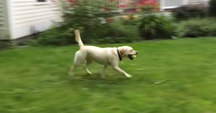 Parece un labrador normal... Pero lo que está a punto de hacer te cautivará...