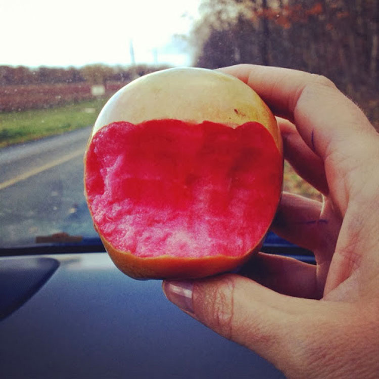 Dio un mordisco a una manzana, y se encontró con esto... ¿No te parece extraño?