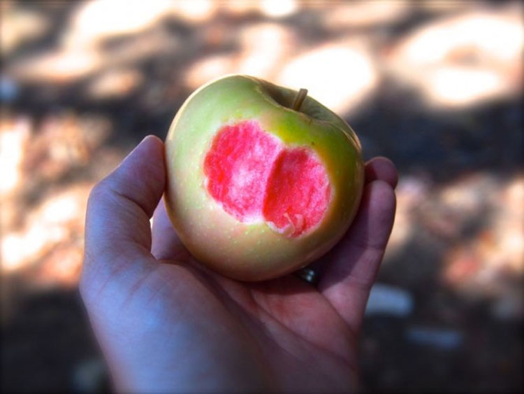Dio un mordisco a una manzana, y se encontró con esto... ¿No te parece extraño?