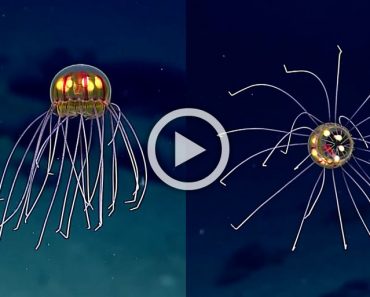 Nueva especie de medusa descubierta a casi 4 km. por debajo de la superficie del océano 3 Nueva especie de medusa descubierta a casi 4 km. por debajo de la superficie del océano