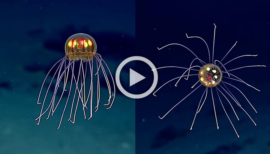 Nueva especie de medusa descubierta a casi 4 km. por debajo de la superficie del océano