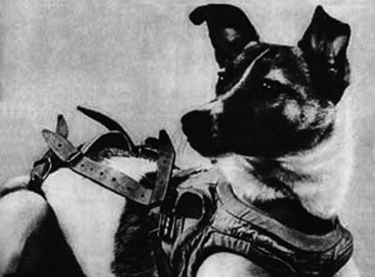 30 años después de lanzar un perro al espacio, los científicos piensan ahora que fue un experimento brutal