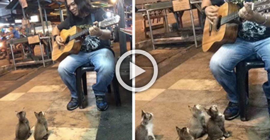 Este músico callejero estaba a punto de dejarlo, pero entonces se presentaron estos gatitos...