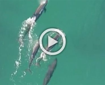 Imágenes inéditas desde un drone muestran como un grupo de orcas cazan y se comen a un tiburón 1 Imágenes inéditas desde un drone muestran como un grupo de orcas cazan y se comen a un tiburón