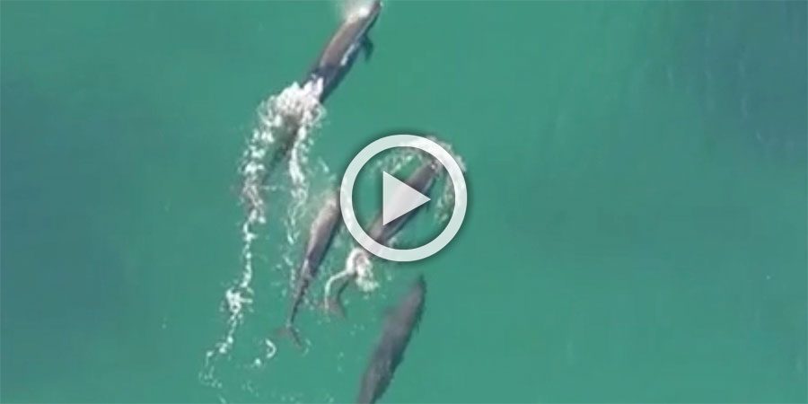 Imágenes inéditas desde un drone muestran como un grupo de orcas cazan y se comen a un tiburón
