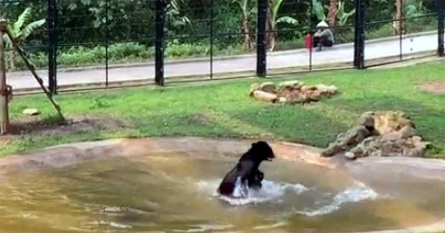 Este oso estuvo encerrado en una jaula toda su vida. Ahora, mira lo que hace cuando está libre