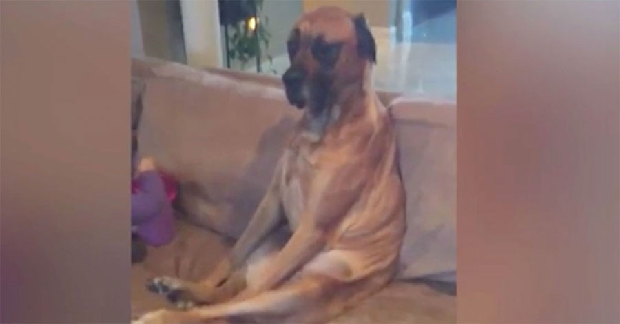 Este perro parece enfadado, pero espera a ver quién está a su lado en el sofá. ¡Muy tierno!
