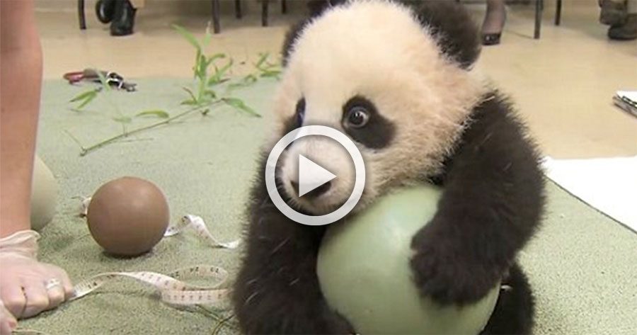 Este panda se niega a dejar su juguete. Mira su reacción cuando intentan quitársela