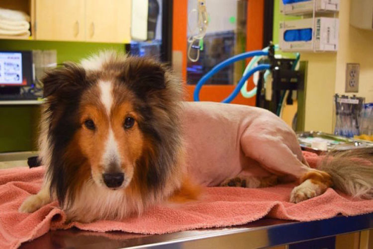 A un minuto de ser sacrificado, los veterinarios hacen un descubrimiento sorprendente