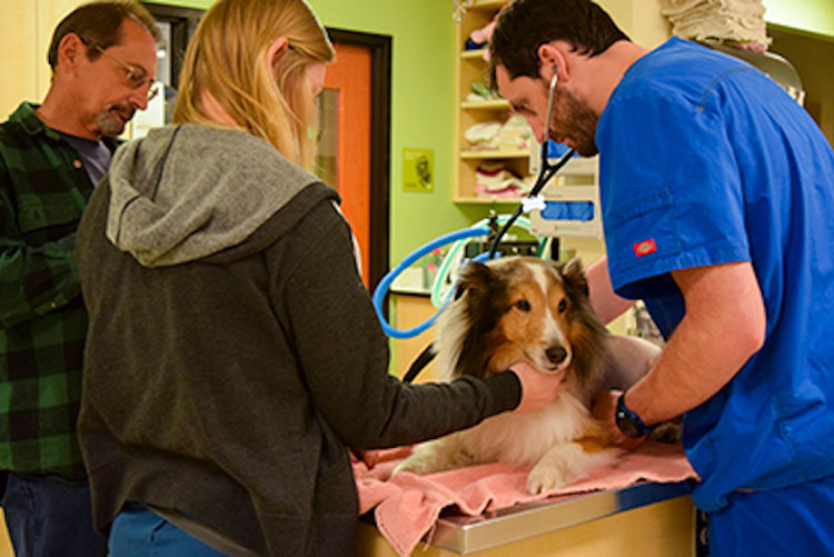 A un minuto de ser sacrificado, los veterinarios hacen un descubrimiento sorprendente