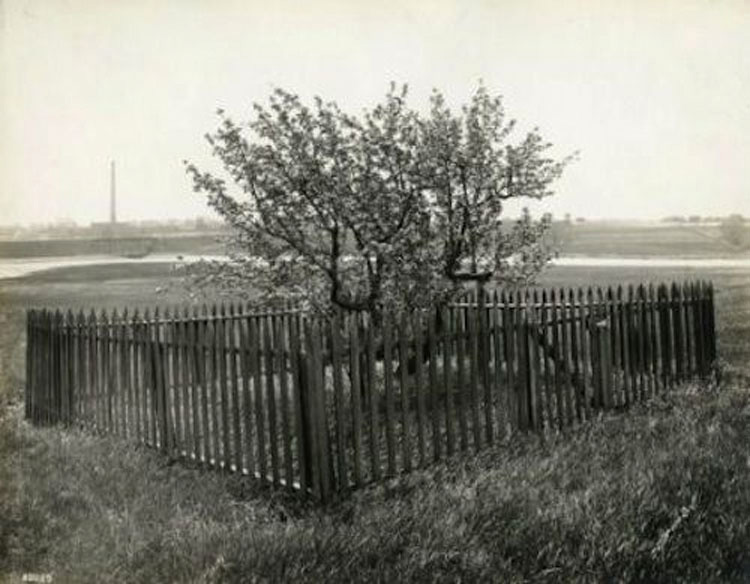 Este árbol ha estado protegido durante décadas. Mira el secreto que hay detrás de él...