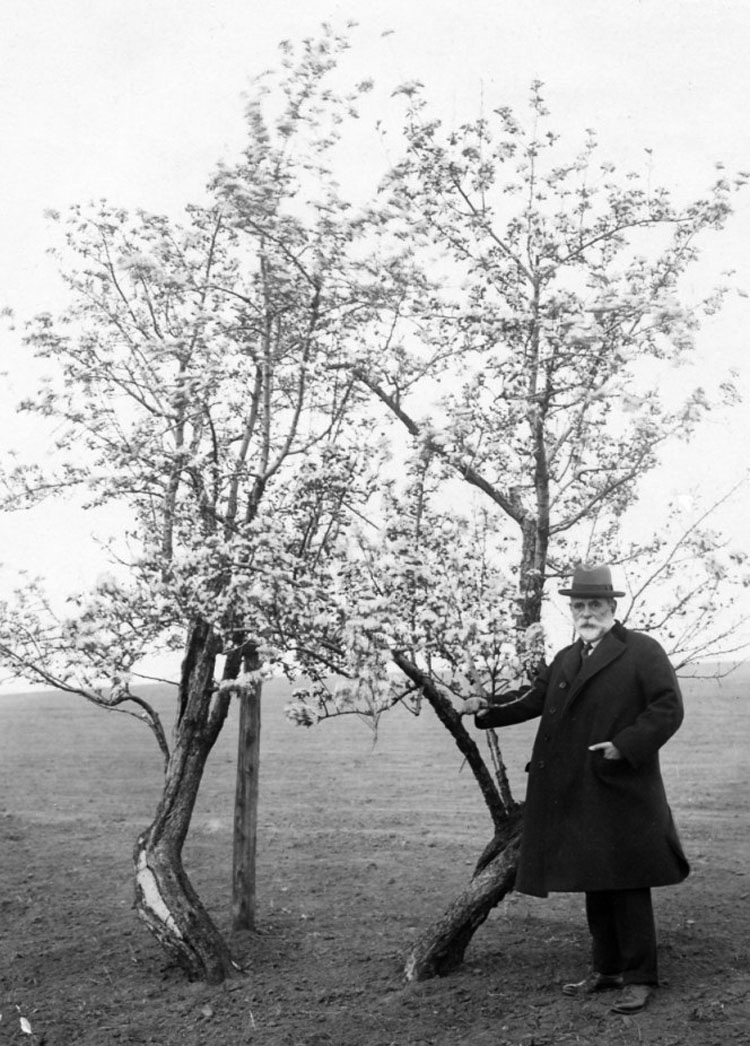 Este árbol ha estado protegido durante décadas. Mira el secreto que hay detrás de él...