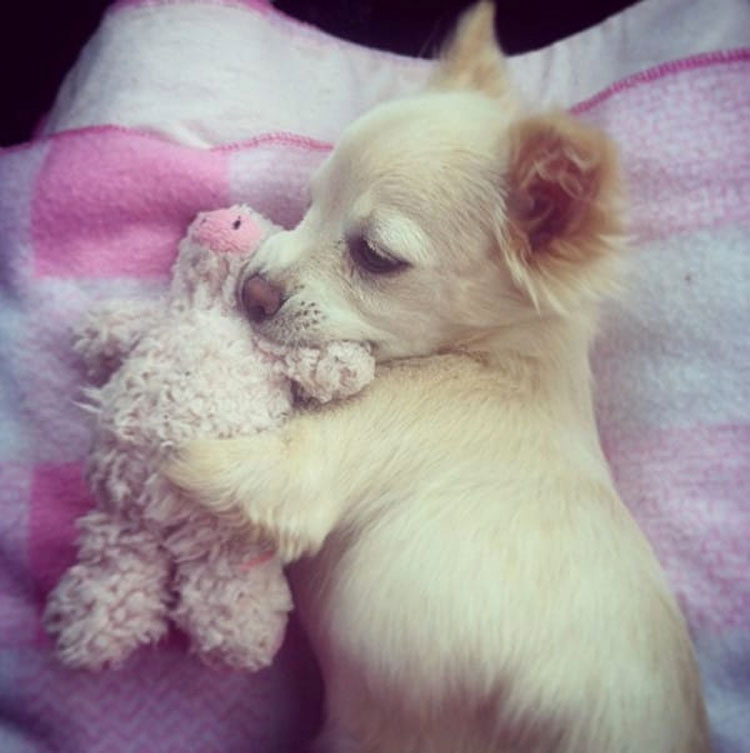 Parecía un cachorro. Pero a los 10 días ocurrió lo impensable... Esta es su historia