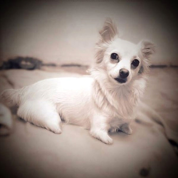 Parecía un cachorro. Pero a los 10 días ocurrió lo impensable... Esta es su historia