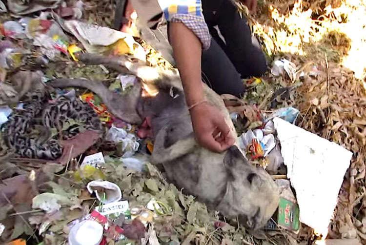 Descubren a un perro moribundo pidiendo, mira lo que pasa cuando llegan hasta él...