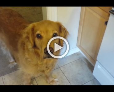 Esta Golden Retriever no quiere comer su alimento. Mira el truco que hace su propietario