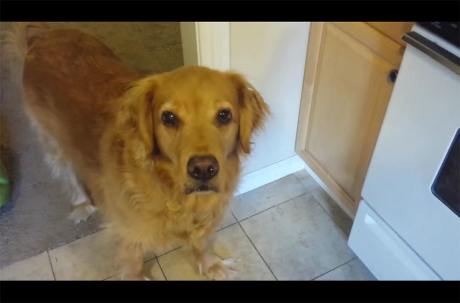 Esta Golden Retriever no quiere comer su alimento. Mira el truco que hace su propietario