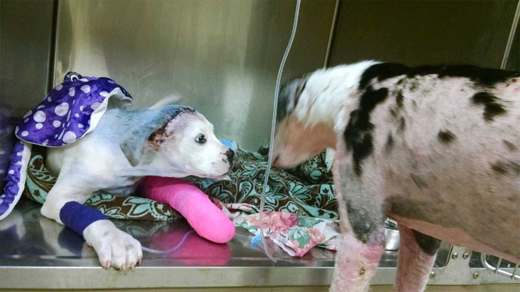 Este perro consuela a un amigo que está pasando por un momento difícil. Esta es su historia