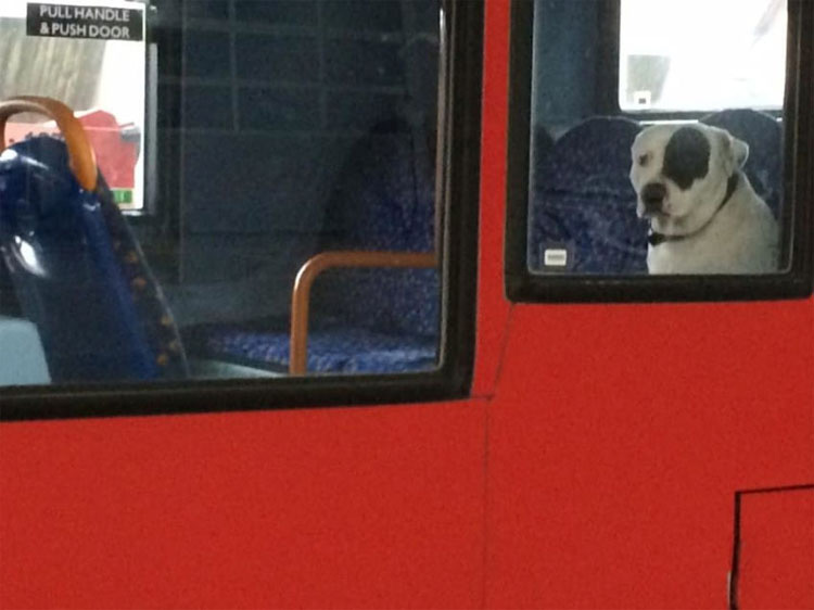 Era sólo un paseo normal en autobús hasta que el conductor lo ve por el espejo retrovisor...