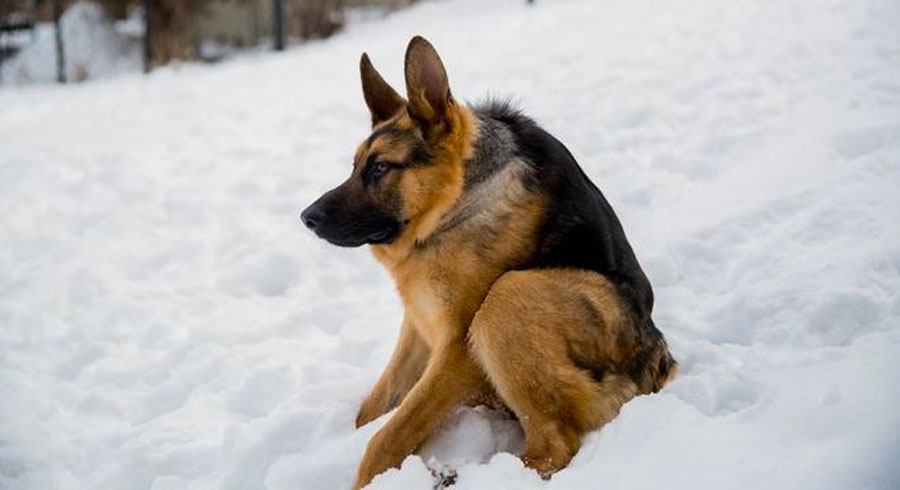 Se llama Quasimodo, y es un perro muy diferente. ¿Serías capaz de quererlo?