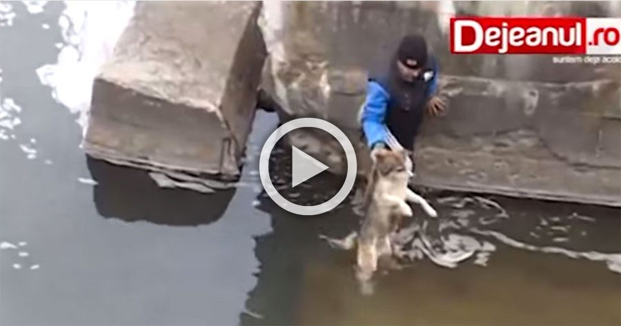 Un hombre rescata a un perro de una situación difícil, mira lo que hace tras ser rescatado