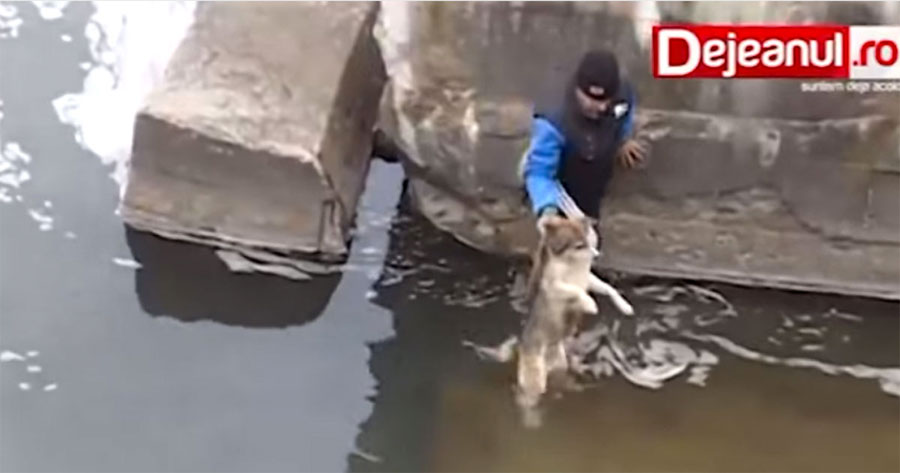 Un hombre rescata a un perro de una situación difícil, mira lo que hace tras ser rescatado
