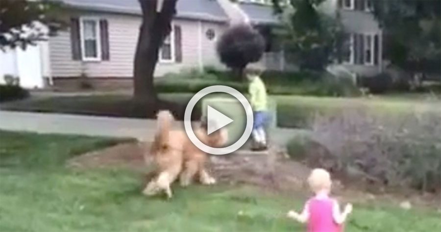 Este enorme perro de servicio juega con los niños, pero cuidado cuando el niño de verde que corre lejos