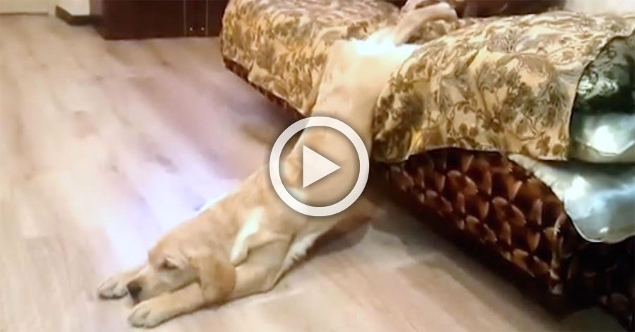 Este perro soñoliento parece horriblemente incómodo, pero atención cuando toca el suelo...