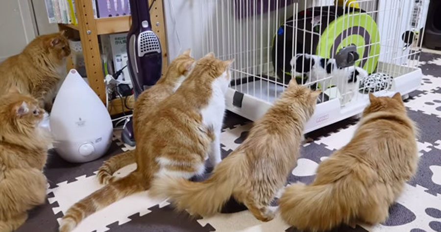 Así se reaccionaron los gatos de la familia con la llegada de un nuevo cachorro...