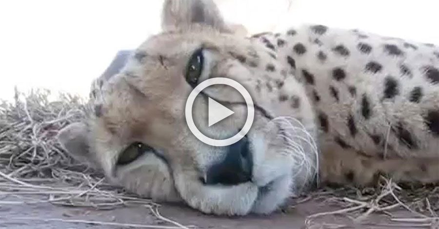 Este guepardo soñoliento mira a la cámara, ahora escucha con atención cuando hace ESTO... ¡Increíble!
