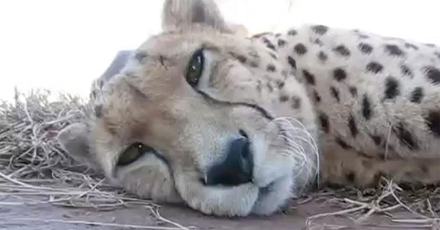 Este guepardo soñoliento mira a la cámara, ahora escucha con atención cuando hace ESTO... ¡Increíble!