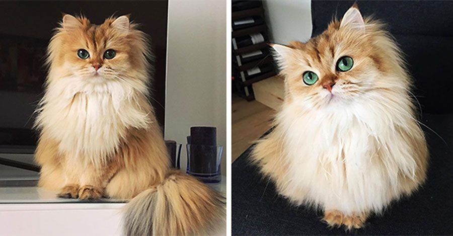 La gente dice que es el gato más fotogénico del mundo... ¡y estamos de acuerdo! Mira sus fotos...