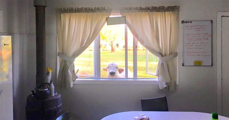 Esta vaca se acerca hasta una ventana. Pero nadie esperaba que hiciera esto, ¡hilarante! 9 Esta vaca se acerca hasta una ventana. Pero nadie esperaba que hiciera esto, ¡hilarante!