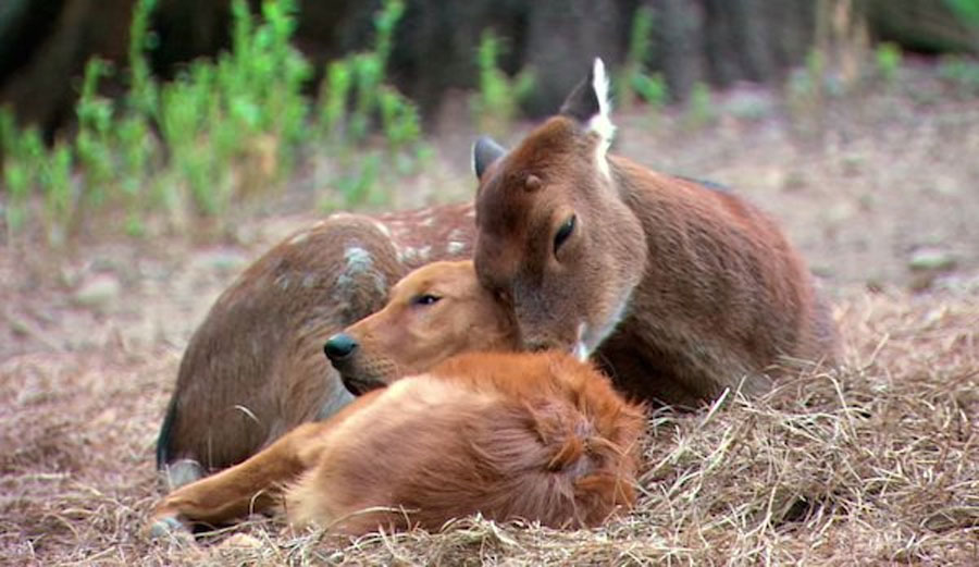 Todo el mundo de este planeta tendría que ver este video de animales de 1 minuto 1