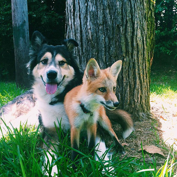 Este zorro es el mejor amigo de un perro. Cuando veas sus fotos, te enamorarás...