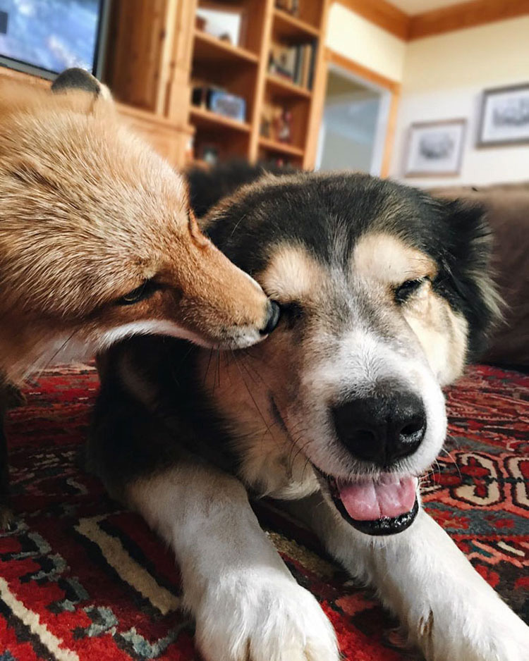 Este zorro es el mejor amigo de un perro. Cuando veas sus fotos, te enamorarás...