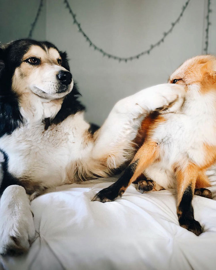 Este zorro es el mejor amigo de un perro. Cuando veas sus fotos, te enamorarás...