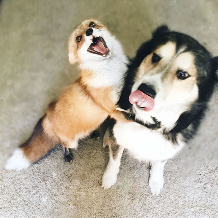 Este zorro es el mejor amigo de un perro. Cuando veas sus fotos, te enamorarás...