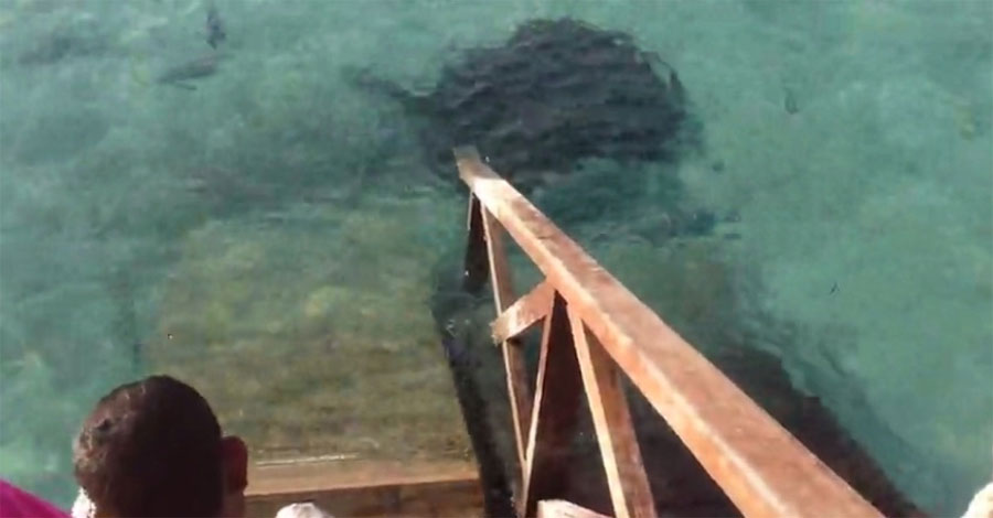 Unos turistas ven a un hombre alimentar a los peces. Entonces ven una enorme sombra en el agua...