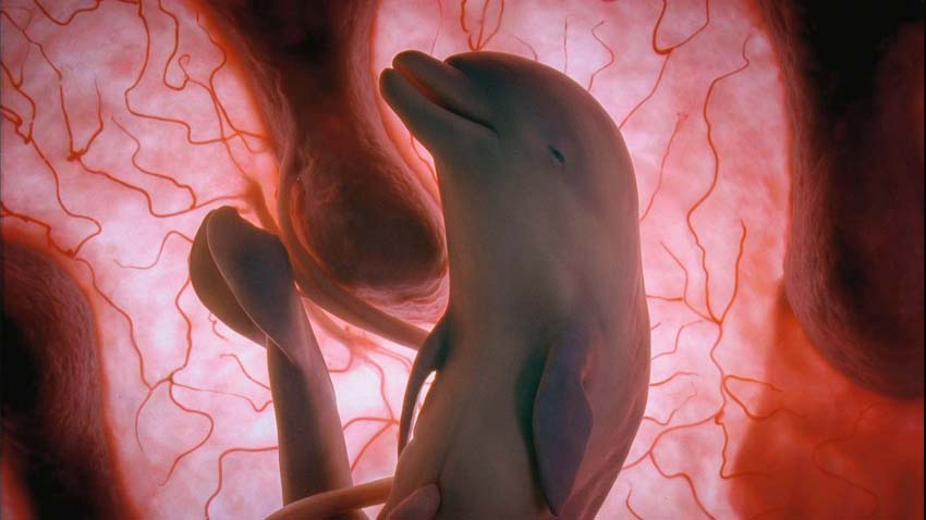 15 fotografías completamente sorprendentes de animales en el útero. Atención a la #8