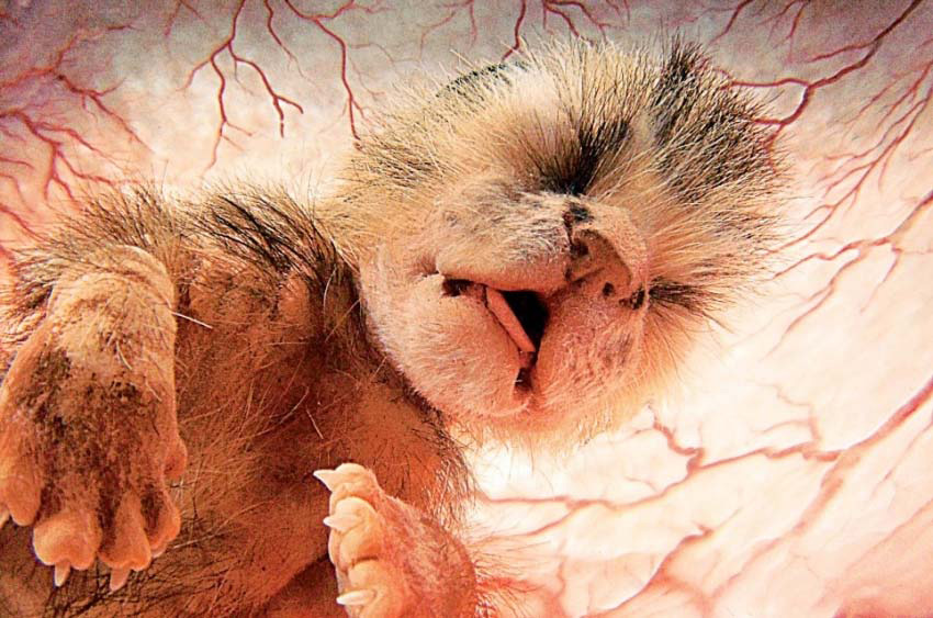 15 fotografías completamente sorprendentes de animales en el útero. Atención a la #8