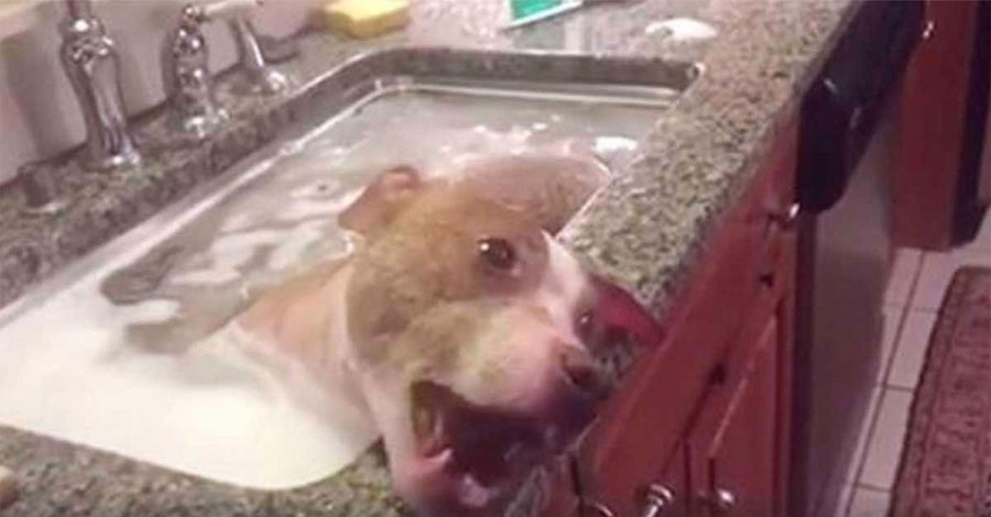 Dieron a este pit bull maltratado un más que necesario baño. Su reacción se hizo rápidamente viral