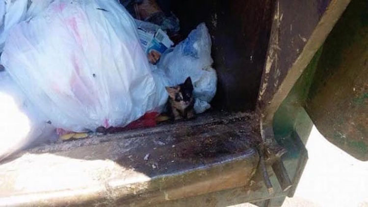 El hombre de la basura arroja basura en su camión. Luego ve ESTO en un rincón ...